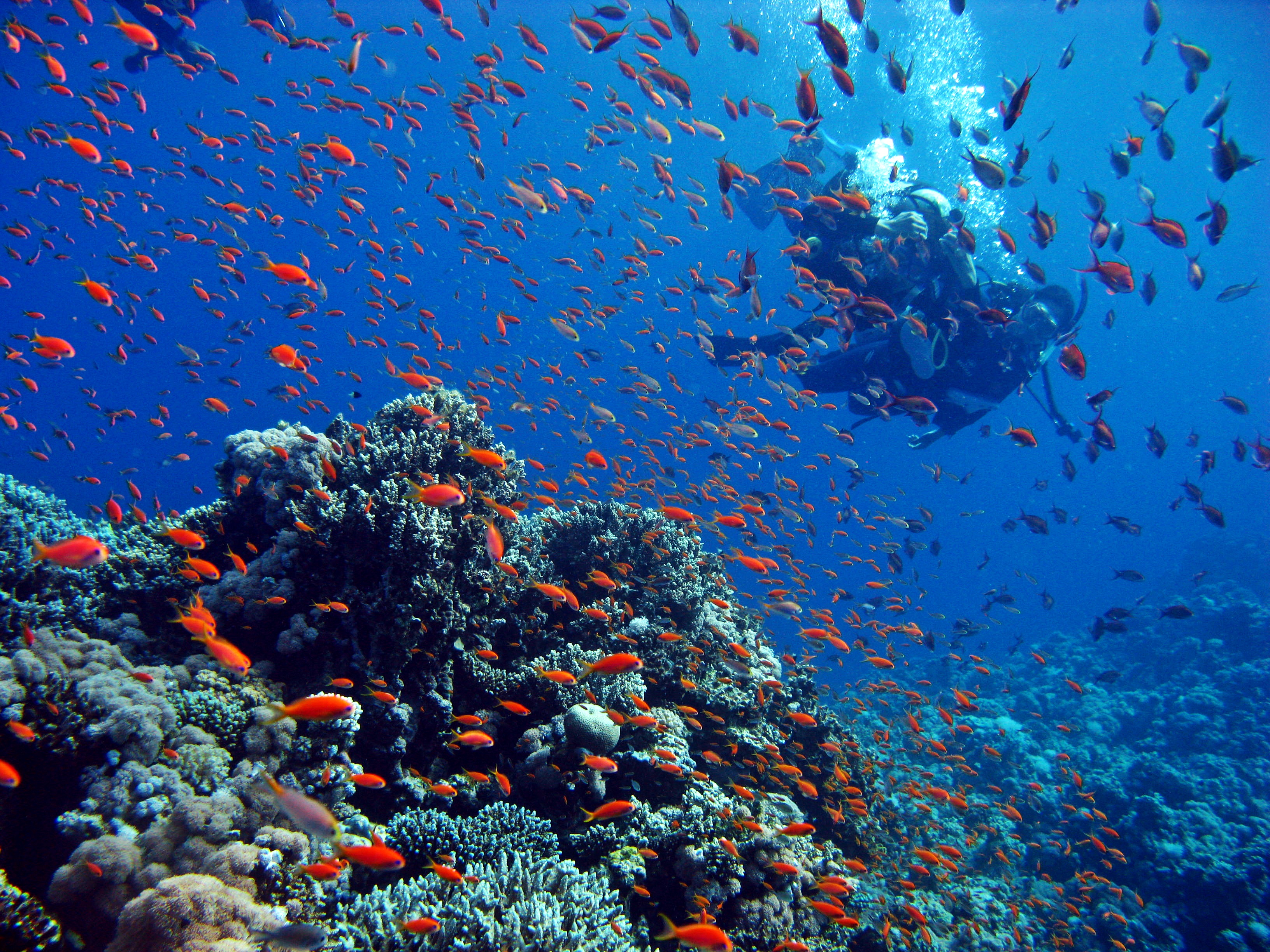 형형색색 산호와 가지각색 물고기들이 다이버를 반긴다.