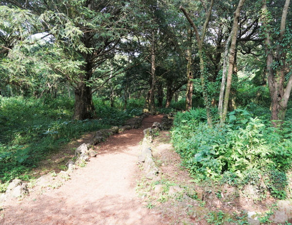 비자림의 산책로는 총 길이가 3.2㎞이지만 1㎞ 정도의 정비된 길만 걸어도 이 숲의 특징을 살펴보기에 충분하다. 