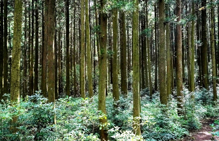 삼나무숲이 이어지다 숲속으로 인도하는 오솔길에 접어들면 서늘한 기운이 온몸을 감싼다. 