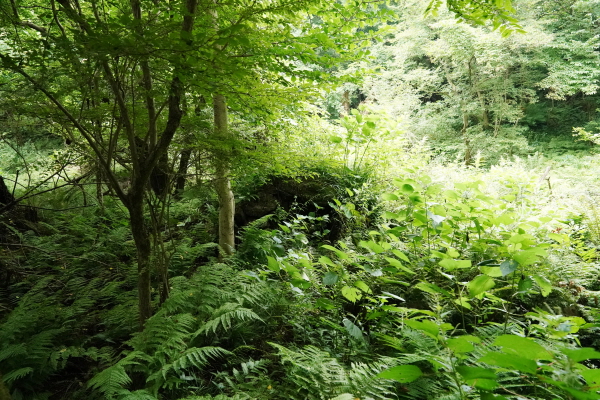 교래휴양림 큰지그리오름 산책로에 묻혀진 숯가마터 흔적은 풀과 나무, 덩굴에 뒤덮여 유심히 살펴보지 않으면 찾기 어렵다.
