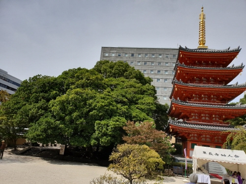 일본 후쿠오카시 기온역 인근 도초지(東長寺)의 붉은 5층 석탑과 오래된 나무 