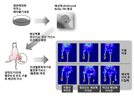 줄기세포 저산소상태 혈관분화 촉진.PNG