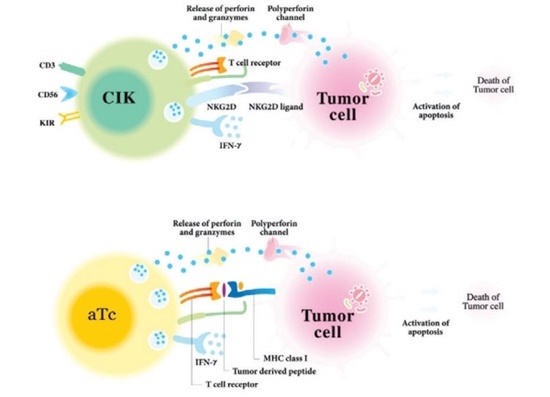 이뮨셀LC의 성분 CIK세포(위)와 활성화된 세포독성T세포(aTc)의 작용기전 (자료 녹십자셀 제공)
