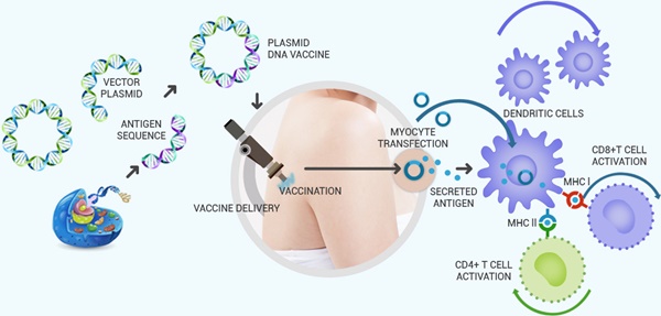 제넥신의 자궁경부전암 DNA치료백신 ‘GX-188E’ 제조 및 작용 과정