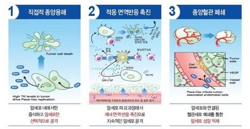 신라젠의 항암바이러스 ‘펙사벡’ 작용기전