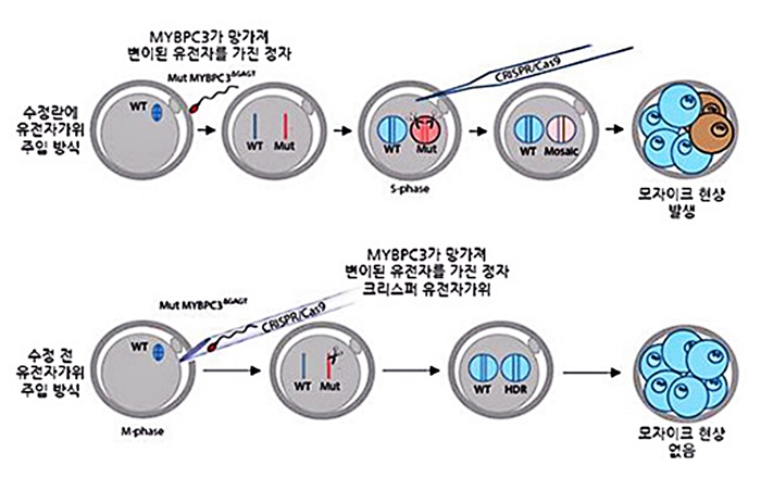 김진수 기초과학연구원(IBS) 유전체교정연구단장 팀의 연구 결과 정자와 크리스퍼 유전자가위를 난자에 동시에 주입하면(아래쪽) 난자와 정자가 수정된 후에 유전자가위를 적용할 때(위쪽)와 달리 유전자가 교정된 세포와 교정되지 않은 세포가 섞여있는 모자이크 현상이 발생하지 않았다. 