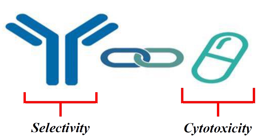 항체·약물 결합체(ADC) 상용화의 핵심은 항체의 구조 변형을 최소화하고 항체와 약물간 결합 안정성을 유지하는 것이다.     