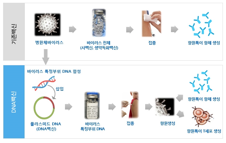 기존 백신(위)과 플라스미드 DNA를 활용한 백신의 작용 원리. 자료 진원생명과학