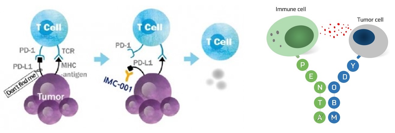 유한양행 자회사 이뮨온시아의 PD-1/PD-L1 면역관문억제제 ‘IMC-001’(왼쪽)과 한미약품의 이중항체 플랫폼기술 ‘팬텀바디’ 작용기전