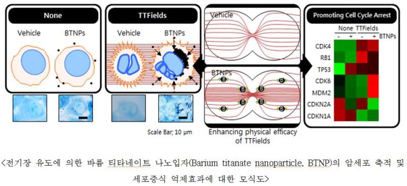 ‘바륨 티타네이트 나노입자(Barium titanate nanoparticle)’에 의한 암세포 추적 및 살상 능력을 입증한 데이터  