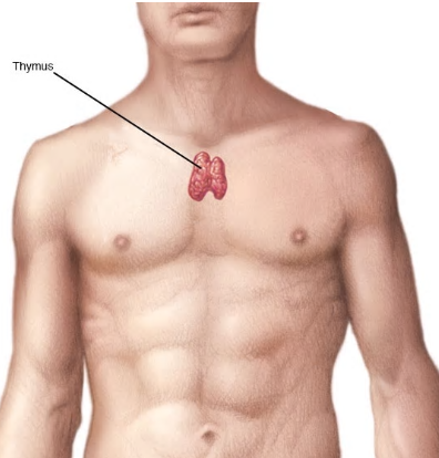 흉선의 위치(사진출처: 미국 메이요클리닉 홈페이지)