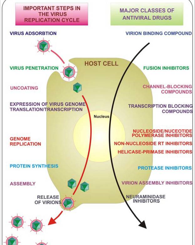 이탈리아 스테파니아 갈디에로(Stefania Galdiero) 박사의 'Silver Nanoparticles as Potential Antiviral Agents' 논문에서 밝힌 바이러스 복제 과정에서 은나노의 증식 억제 모습.