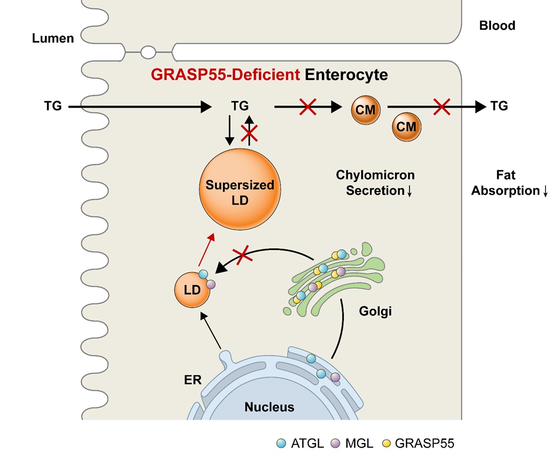 해당 논문 전체 모식도. GRASP55가 결여된 동물 모델에서 지질 분해 효소의 세포내 이동에 문제가 발생해 지방 방울의 분해가 저해돼 체내 지방 흡수가 감소된다.