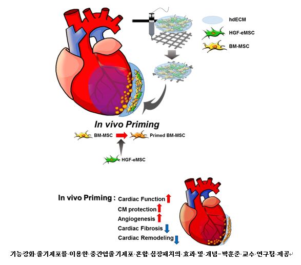 기능강화 줄기세포를 이용한 중간엽줄기세포 혼합 심장패치의 효과 및 개념