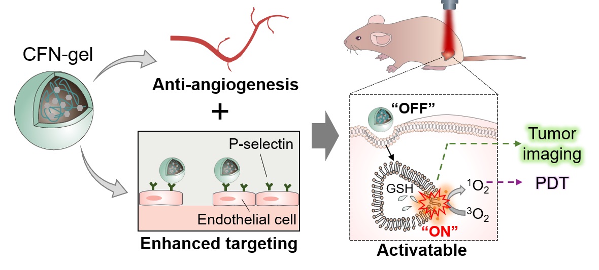 후코이단 나노젤이 암세포와 암혈관 세포 내에서만 강한 형광신호를 발생하고, 암조직에 대한 선택적 항암 효과를 나타냄을 설명하는 모식도