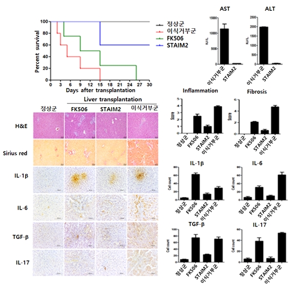 간이식 모델에서 STAIM 약물 효력 평가