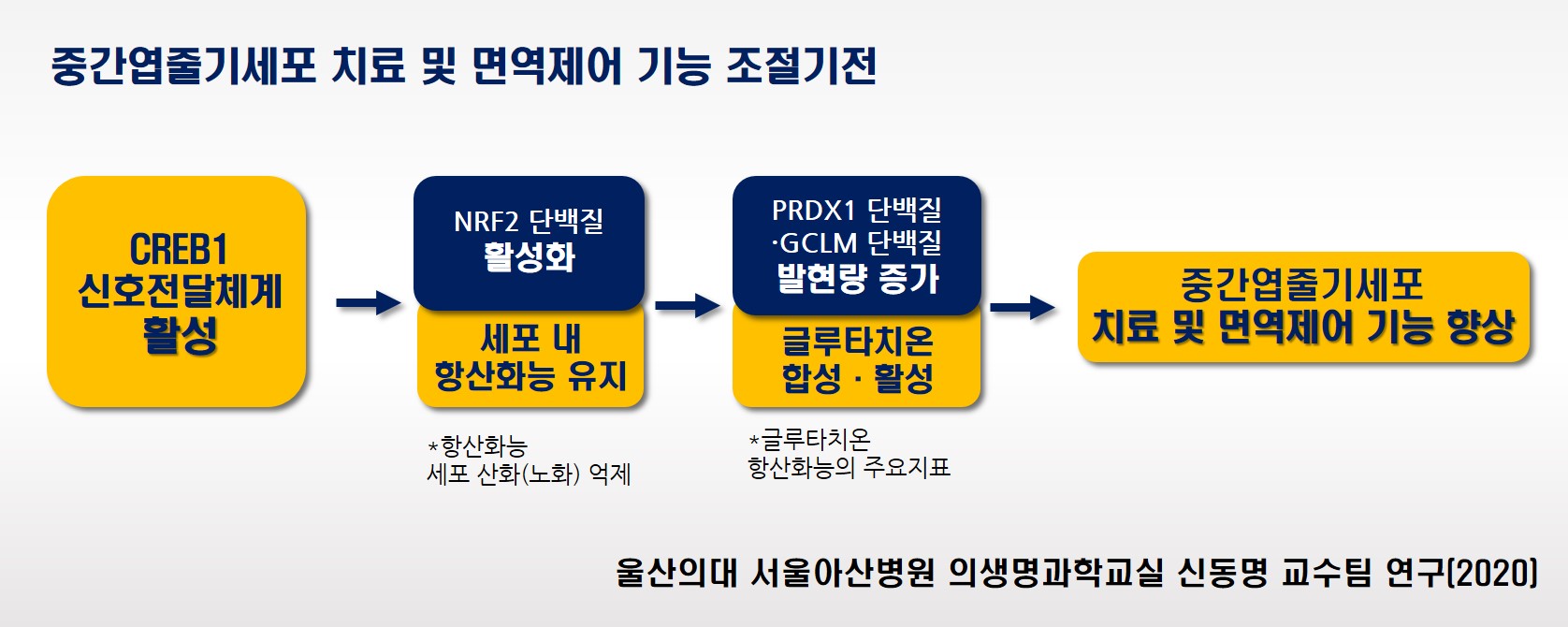 중간엽줄기세포의 치료 및 면역제어 기능 조절 기전