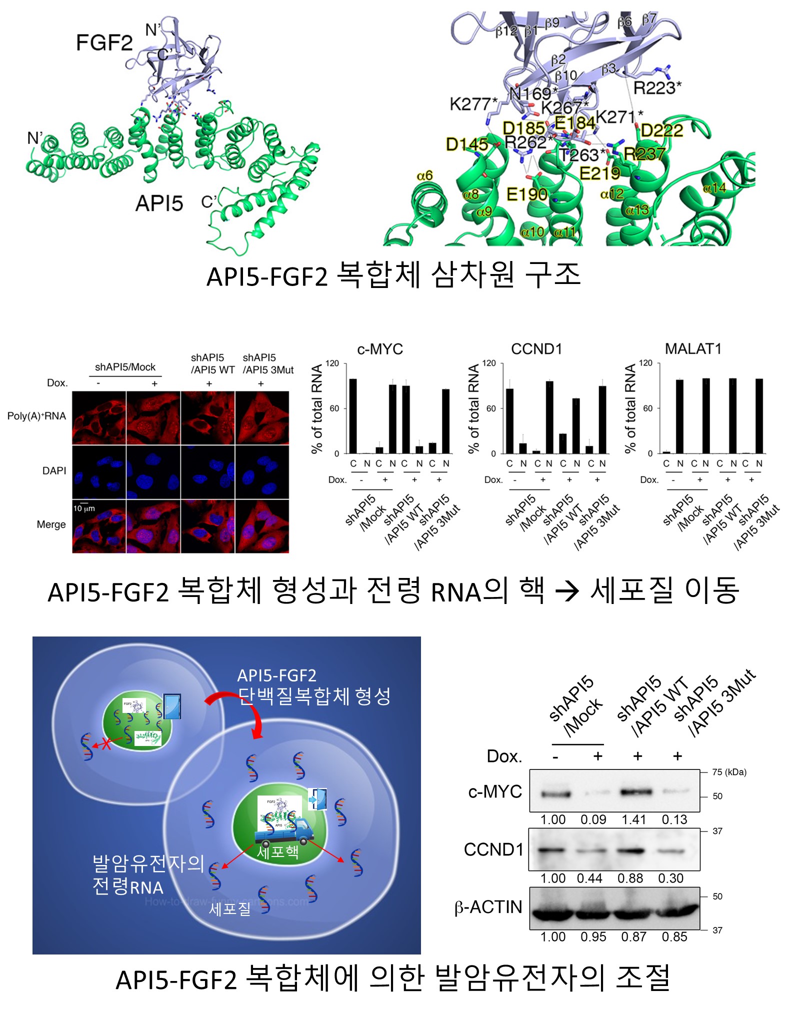 국립암센터 연구팀은 API5(Apoptosis inhibitor 5)와 FGF2(Fibroblast Growth Factor 2) 단백질의 복합체가 주요 발암 유전자의 전령RNA 이동을 제어하는 것을 확인했다.