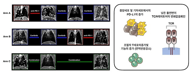 형질전환 마우스에서 면역항암제 후 ALK 억제제 투여(Arm A), ALK 억제제 후 면역항암제 투여(ArmB), ALK 억제제 및 면역항암제 병합요법 (Arm C)의 폐 변화 영상(왼쪽). ALK 폐암의 종양세포 및 기저세포에서 면역기능을 억제하는 PD-L1이 증가하는 기전.