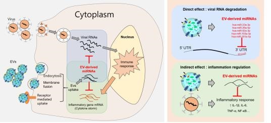 세포외소포 내 마이크로RNA의 바이러스 증상 억제 및 항염증 효능 모식도.