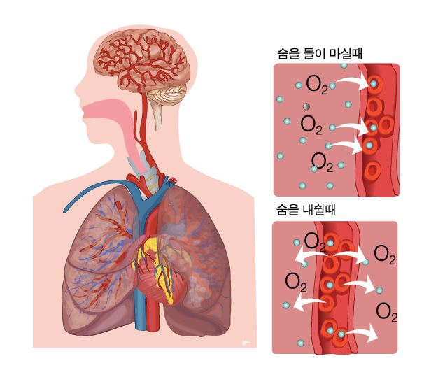 호흡기의 들숨과 날숨의 모식도