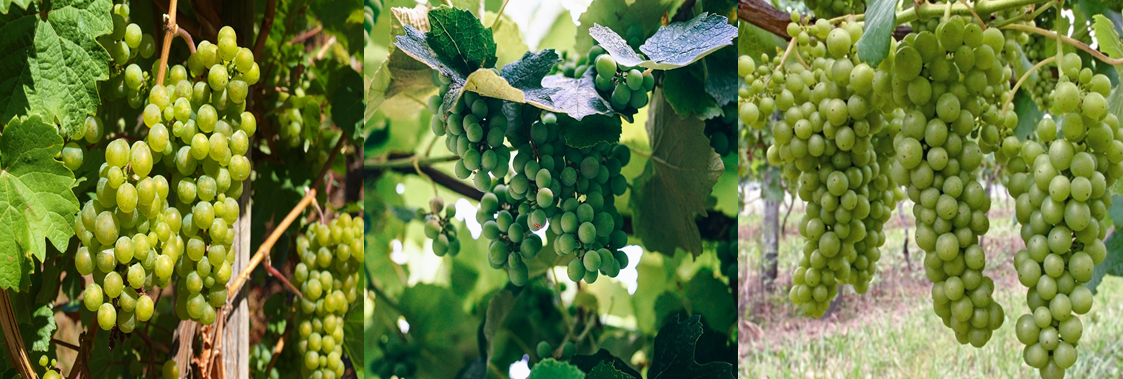 대표적 화이트와인 품종인 리슬링(Riesling·사진 왼쪽부터), 샤르도네(Chardonnay), 소비뇽 블랑(Sauvignon Blanc).