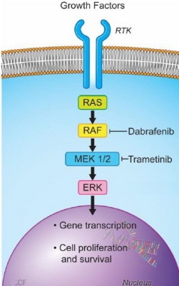 다브라페닙은 BRAF에 트라메티닙은 MEK에 결합해 MAPK 경로를 차단함으로써 암세포 신호기전을 막는다(사진 출처: 리서치게이트).