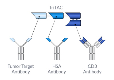 TriTAC는 암의 항원, 암과 싸우는 T세포, 약물 반감기를 연장해주는 알부민과의 결합 부위 등 세 손가락을 갖고 있어 암 면역치료제의 효과를 최대화한다(사진 출처: 하푼 홈페이지).