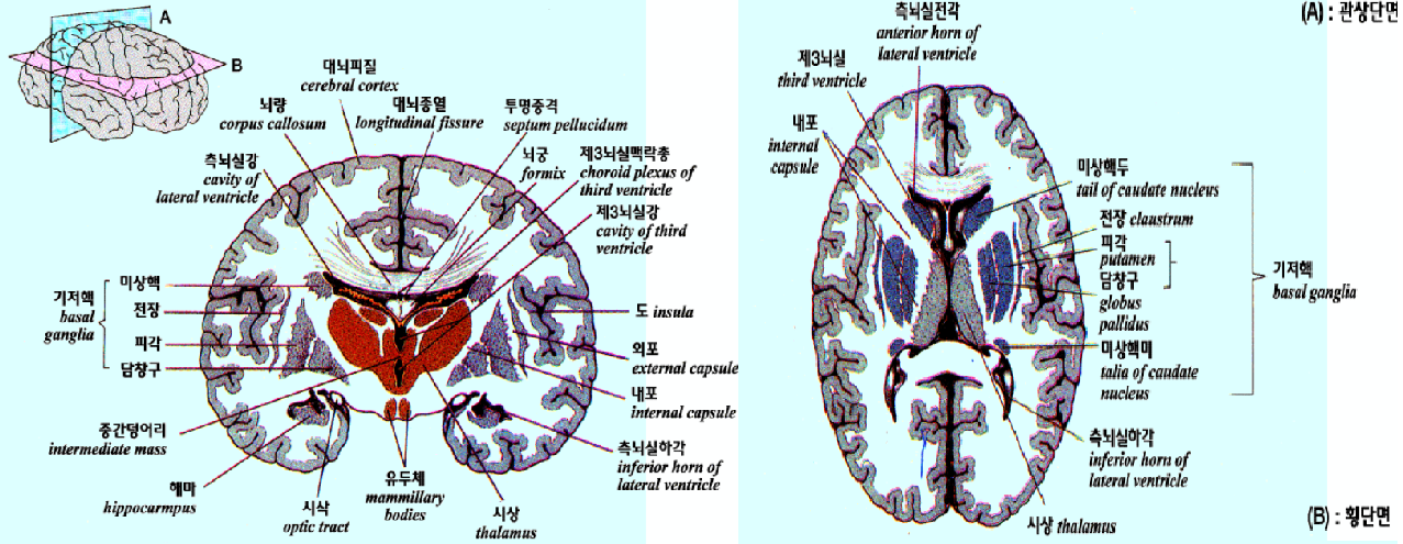 뇌 세부 단면
