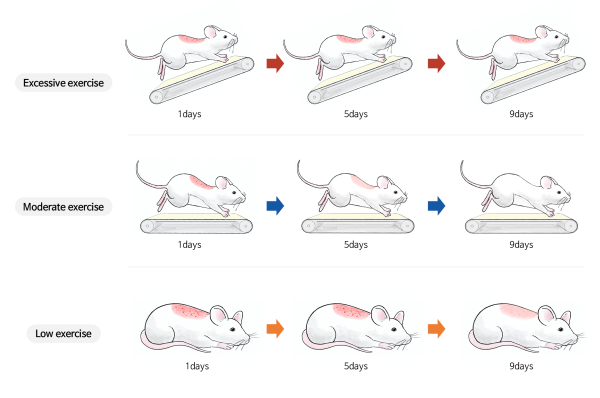 알레르기 마우스 동물모델에서 운동 강도가 높을수록 피부염증이 완화되는 것으로 나타났다. 