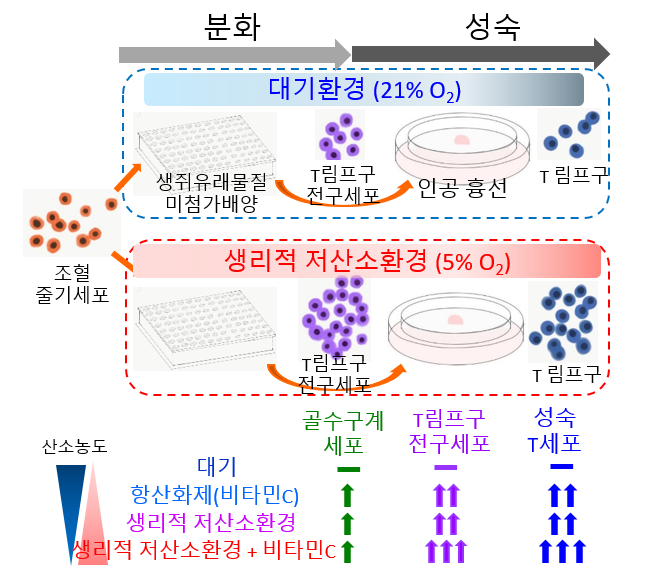 생리적 저산소환경에서 체외 조혈모세포의 T림프구 전구세포 및 T세포 증폭 생산 과정