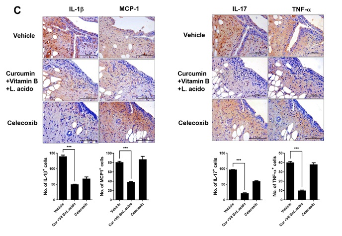각 그룹에서 얻은 관절염 동물 모델 관절조직에서 염증 반응 및 연골 조직 파괴에 관여하는 마커 IL-1β, MCP-1, IL-17, TNF-α 등을 조직화학 염색법을 통해 분석한 결과, 비타민 B 복합, 커큐민, L.acido를 병용 투여군의 관절조직 활막(Synovium)에서 상기 염증 마커들이 유의미하게 감소됨을 확인했다.
