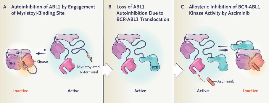 노바티스의 차세대 만성골수성백혈병(CML) 치료 티로신키나제 억제제(TKI)인 ‘애시미닙’의 약리 기전. 출처 뉴잉글랜드저널오브메디신(NEJM)