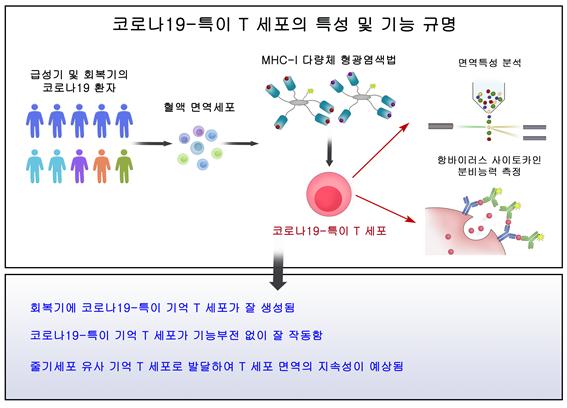 코로나19 특이 T 세포 기능 및 작용