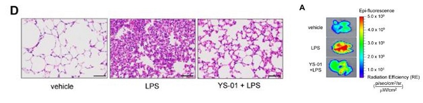 vehicle: 폐손상이 없는 정상 마우스 폐(왼쪽부터) / LPS: 세균독소를 주입해 급성폐손상이 일어난 마우스 폐 / YS-01+LPS: 펜드린억제제(YS-01)을 사용해 폐손상이 완화된 마우스 폐, 폐손상 시 발현이 증가하는 NF-Kb 활성도를 형광 이미지 분석을 통해 보여준 그림(붉을수록 NF-kB가 활성화돼 폐손상이 심한 상태, 맨 오른쪽)