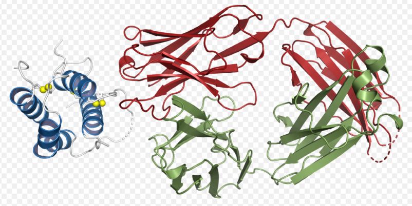 암젠이 개발한 TSLP(왼쪽 파란색) 표적을 겨냥한 테제펠루맙(Tezepelumab, 오른쪽 적녹색) 단일클론항체 천식치료제. 출처 위키피디아 