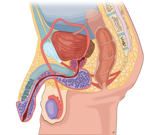 전립선질환은 일상생활에 지장을 줄 만큼의 통증이 아니면 병원을 찾지 않아 증상이 악화된 후에야 진단되는 경우가 허다하다. 남성 비뇨생식기 모식도.