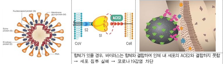 셀트리온 중화항체 치료제 개념도. 출처=셀트리온