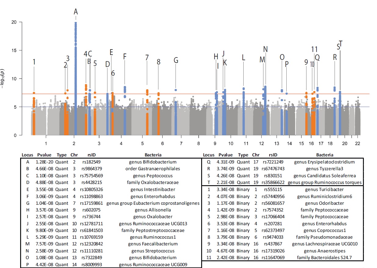 장 마이크로바이옴과 연관된 31개의 유전자위