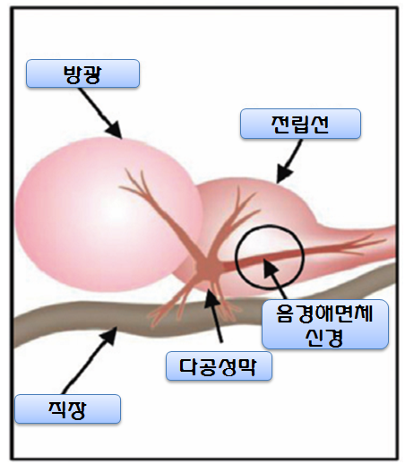 음경해면체신경치료그림.png